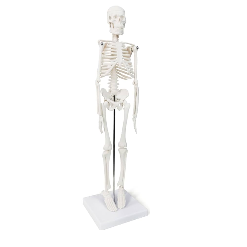 可動式全身骨格人体模型 約170cm Amazon.co.jp: 人間の骨格模型、人体模型 骨可動式の腕と脚を
